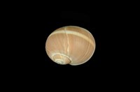 藏品(腰帶玉螺)的圖片